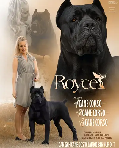 Top Cane Corso Breeder, View more