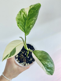 Rare Variegated Monstera Lechleriana 