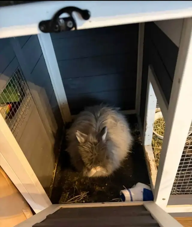 lapin à poil long in Small Animals for Rehoming in Laurentides - Image 2