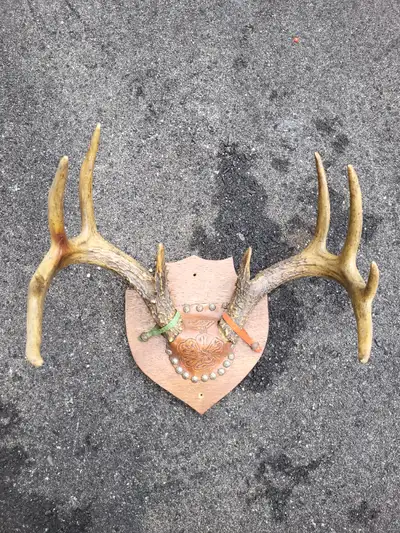 Vintage 10 point rack deer antlers plaque, View more