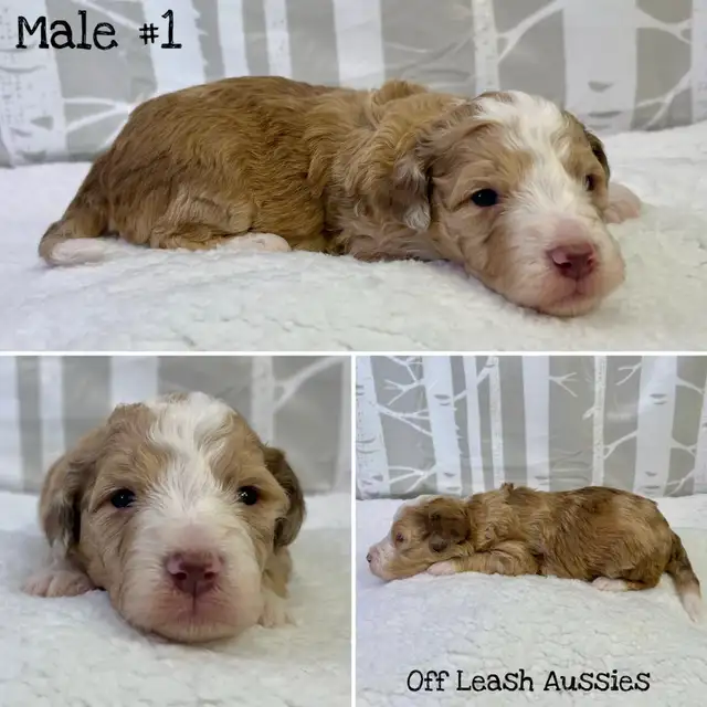 ❤️Mini Aussiedoodle Puppies ❤️ in Dogs & Puppies for Rehoming in Oshawa / Durham Region - Image 2