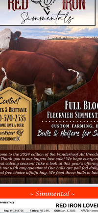 Fullblood Simmental bulls for sale 