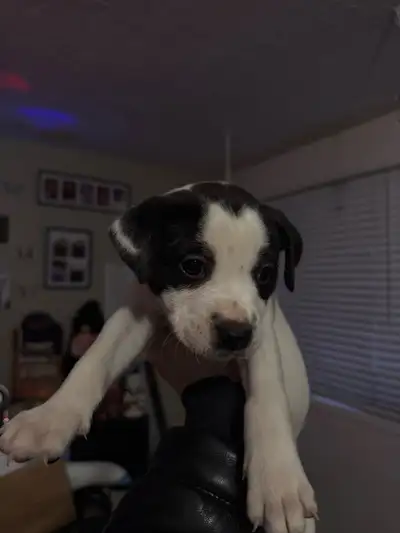 Doggo/Australian Shepherd Puppies, View more