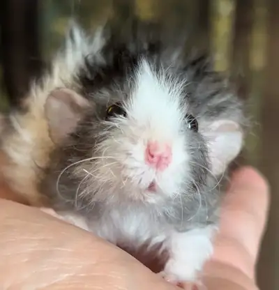 Quality bred Dwarf Rats, View more