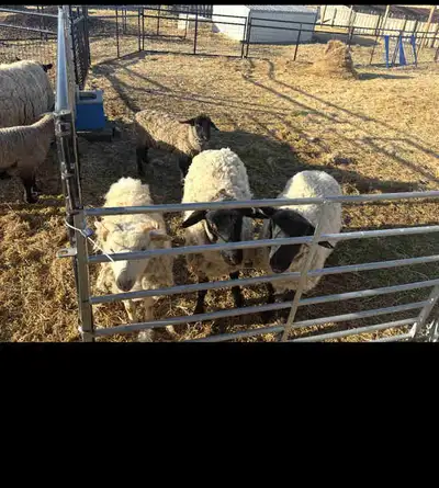 ram lambs, View more