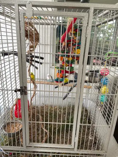 4 Budgies For Sale With Cage, View more