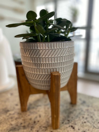 Moving Sale - Plant and vase/ pot