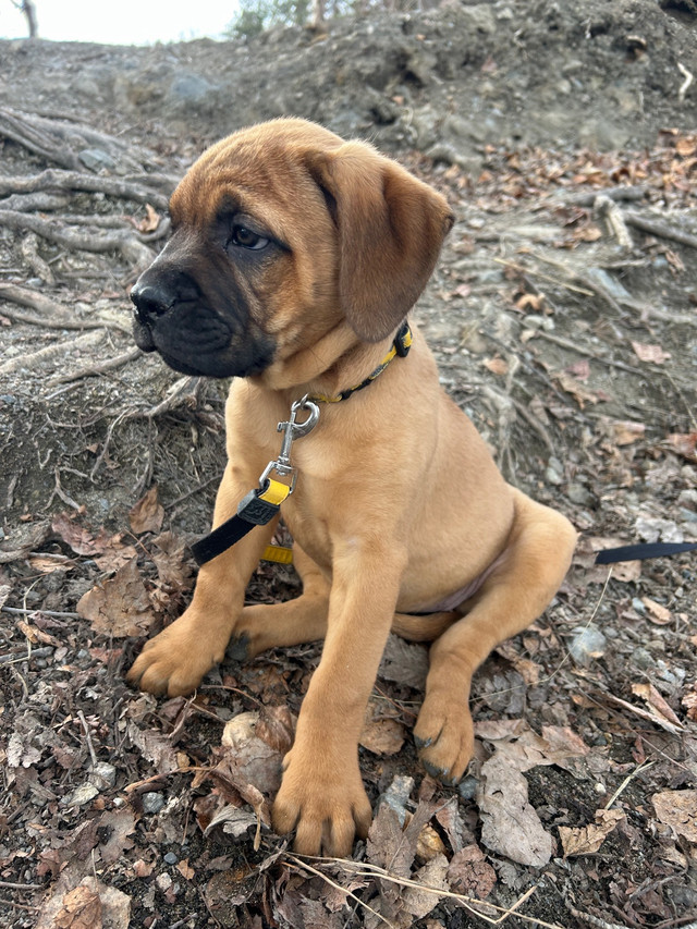 Purebred Bullmastiff Puppy - 1 left!!! in Dogs & Puppies for Rehoming in Vernon - Image 4