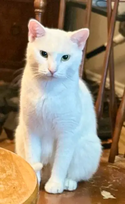 Femelle highland lynx noir âgé de 1 ans et demi 150$ Male highland lynx 5 ans 200$ (il a tous les gè...