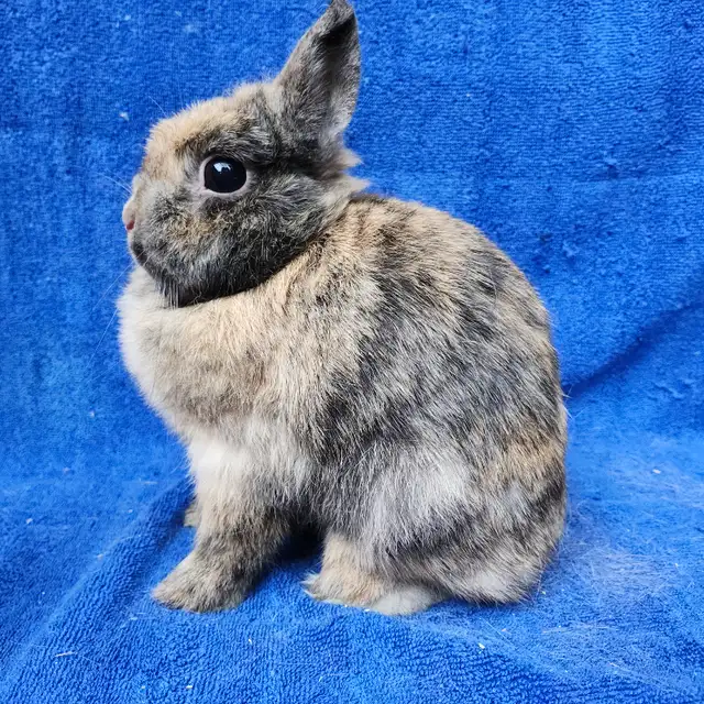 EXTRAORDINARY NETHERLAND DWARF BABY BUNNY RABBITS in Small Animals for Rehoming in City of Halifax - Image 11
