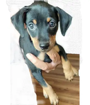 Mini Pinchers (Minpin) in Dogs & Puppies for Rehoming in Sarnia - Image 7