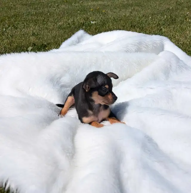 Chihuahua Pups Ready Now (both males) in Dogs & Puppies for Rehoming in Oakville / Halton Region - Image 3