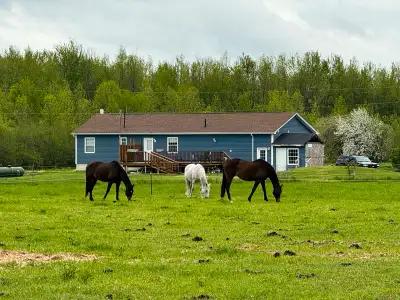 iSO broodmares or fillies, View more