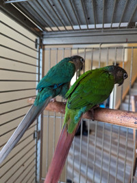 Bonded Conure pair with cage