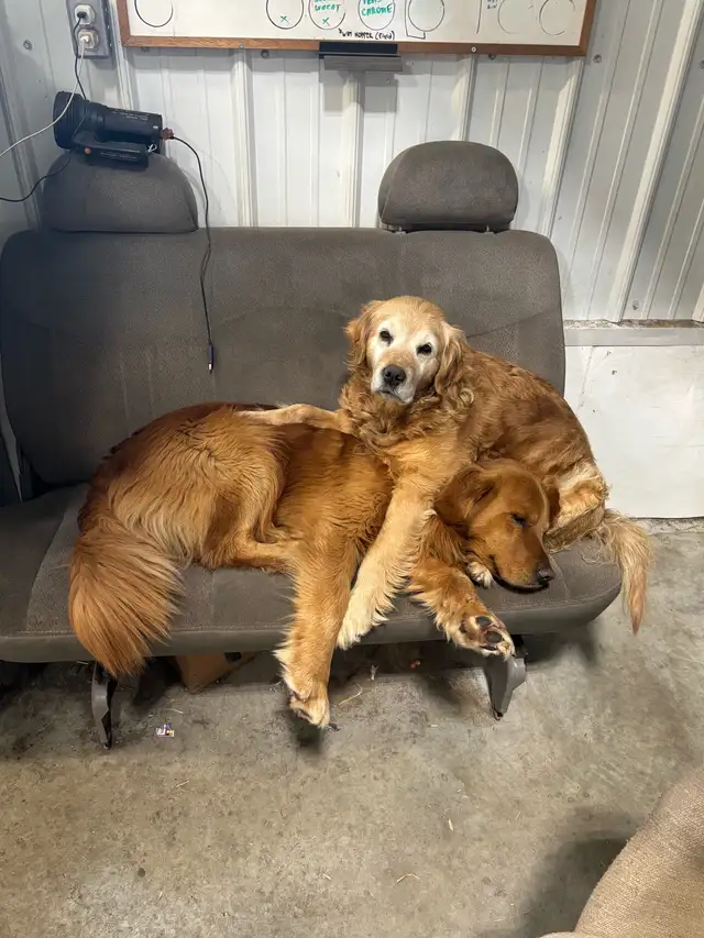 Golden Retriever Puppies in Dogs & Puppies for Rehoming in Strathcona County - Image 5