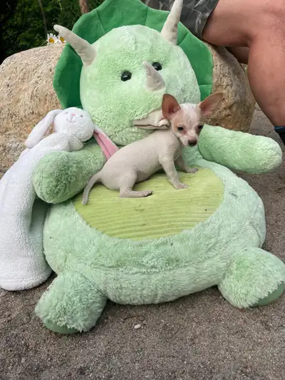 chihuahua croisé teckel, View more