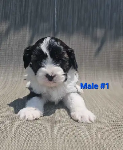 I have a beautiful litter of Yorklier puppies. They will be vet checked dewormed and have their firs...