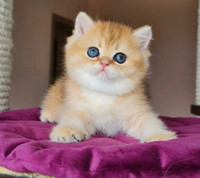 British shorthair kittens and adults available for adoption 