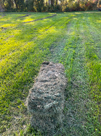 Hay small square bales