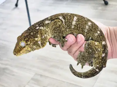GT Leachianus (MTK x Yate), View more