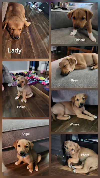 Puppies for sale, View more