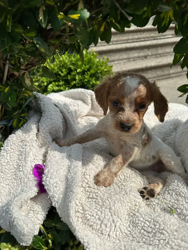 CKC Registered Brittany Spaniel Puppies in Dogs & Puppies for Rehoming in Oakville / Halton Region - Image 6