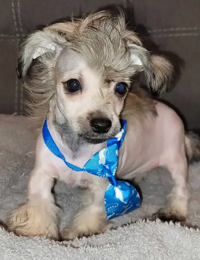 Chinese Crested FLASH SALE!!, View more