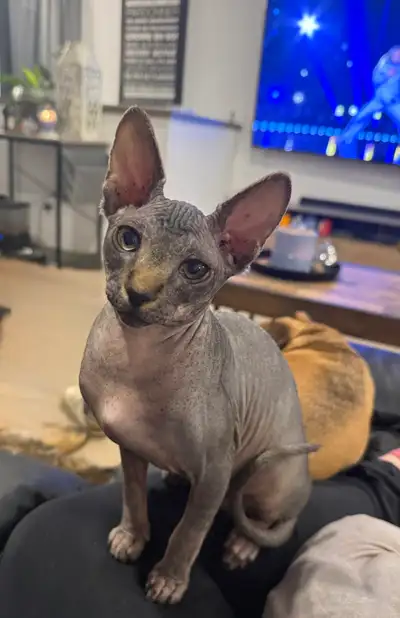 Chaton SPHYNX, View more
