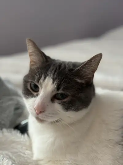 6 year old sweet cat looking for her new forever home, View more