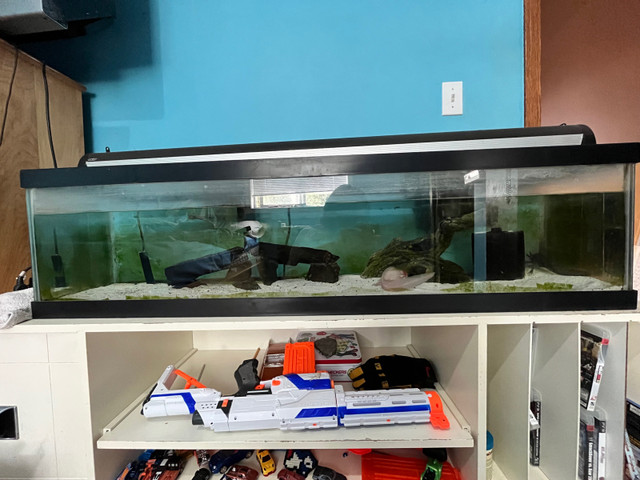 Shallow 30gallon breeder tank in Chestermere | Reptiles & Amphibians for  Rehoming | Lethbridge | Kijiji