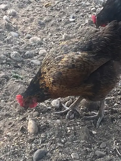 8 laying hens for sale, View more