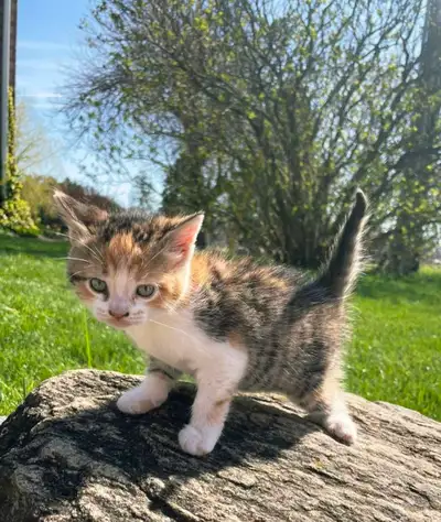 Beautiful 3 Color Female Kitten , View more