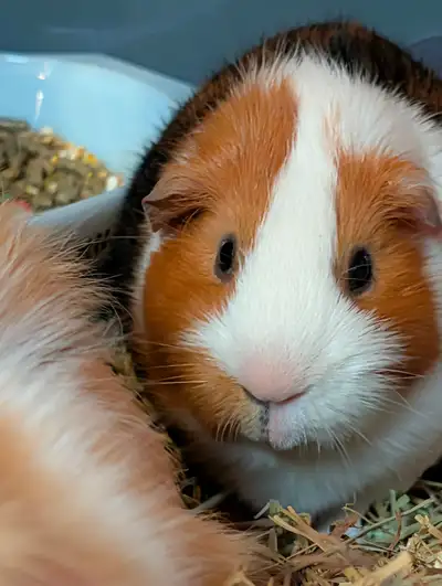2 male guinea pigs, View more
