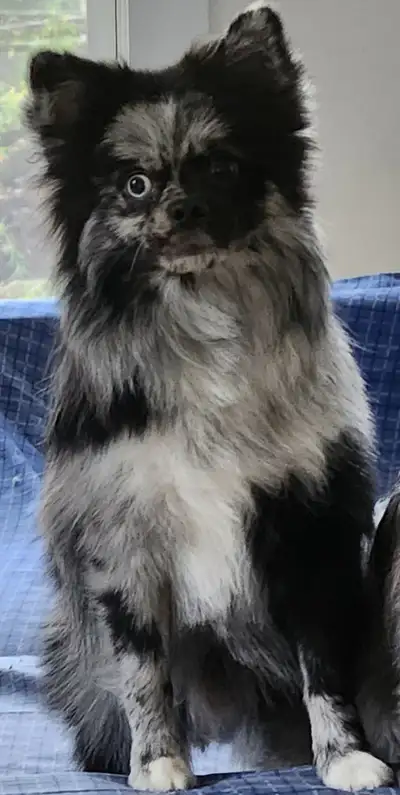 Beautiful Blue Merle Pomeranian, View more