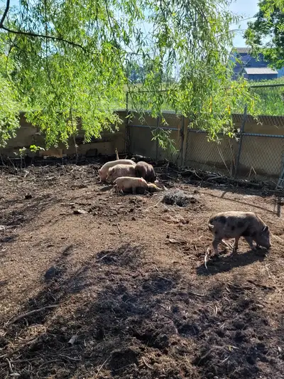 8 pot belly pigs all different ages and sizes. Located just outside Bath. Looking to rehome them all...