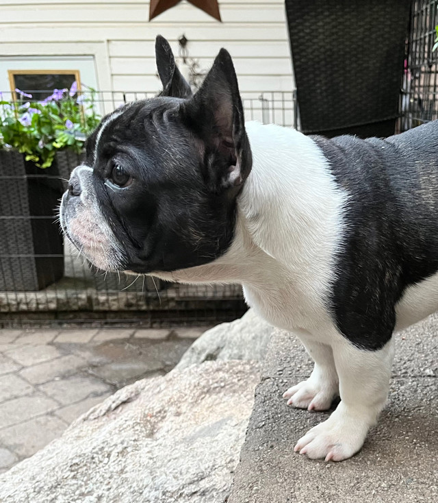 French Bulldog Purebred in Dogs & Puppies for Rehoming in Burnaby/New Westminster - Image 4