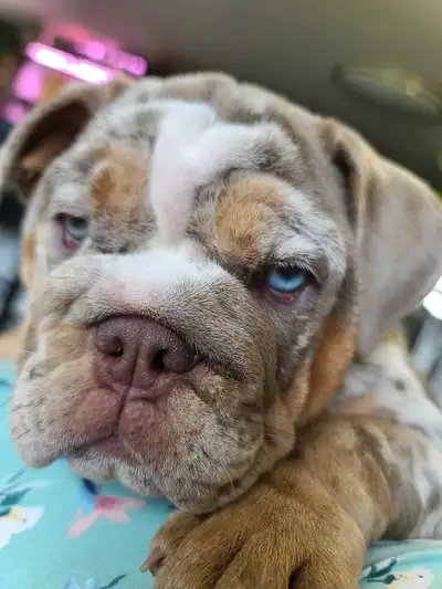 English Bulldog Puppy, View more