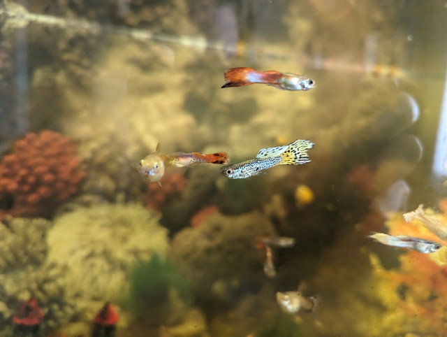 Cool Guppies in Fish for Rehoming in Ottawa - Image 2