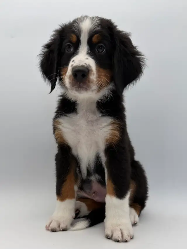 Guardian Homes Wanted - Bernese Mountain Dogs Male & Female! in Dogs & Puppies for Rehoming in Markham / York Region - Image 11