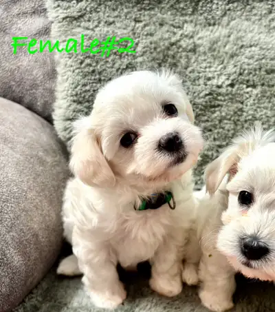 Maltese/Bichon ❤️ Bundle of SWEETHEART puppies ❤️ are looking for their new home . They are Ready to...