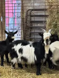 Miniature male breeding goat