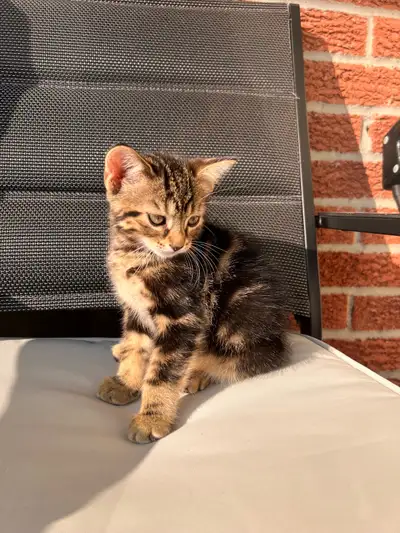 Male kitten 2 Month Old , View more