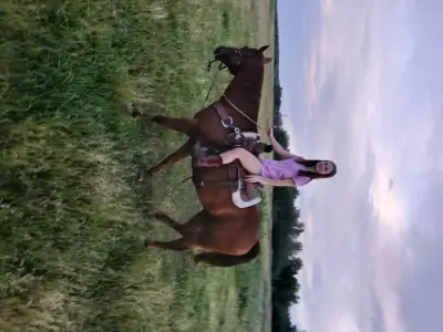 AQHA Gelding, View more