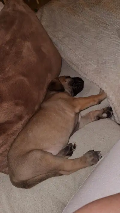 Boerboel puppyy , View more