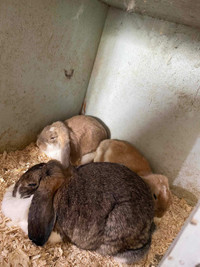 Bébés lapins Béliers Français 