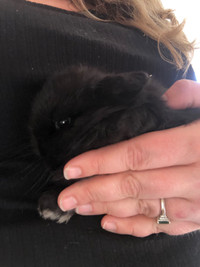 Pedigreed Holland Lop