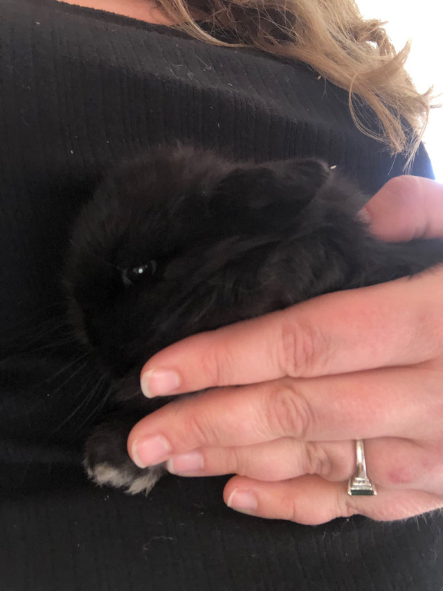 Pedigreed Holland Lop in Small Animals for Rehoming in Trenton