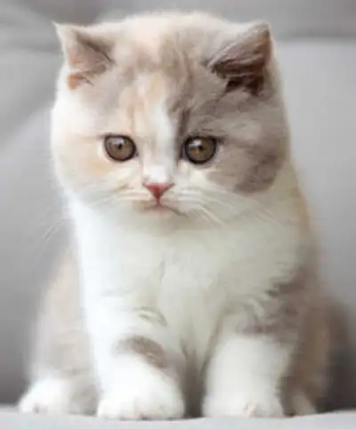 Recherche chaton femelle ou mâle munchkin, View more