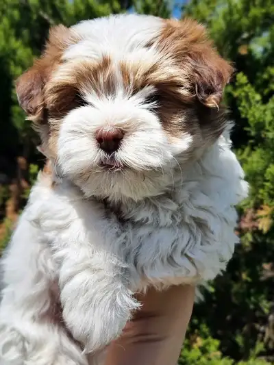Green Eyed Havanese Puppies!!, View more