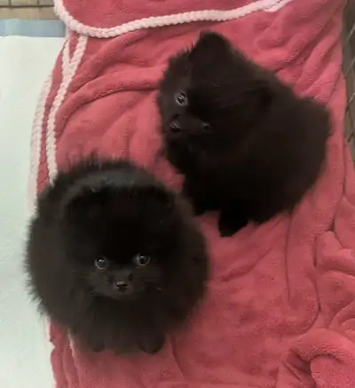 Male Pomeranian Puppies, View more